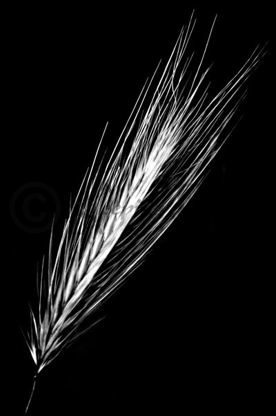 Grass Black & White